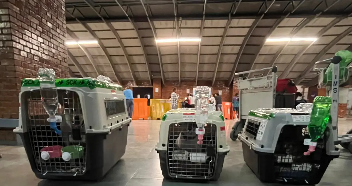 Pet Handling Pet Handling